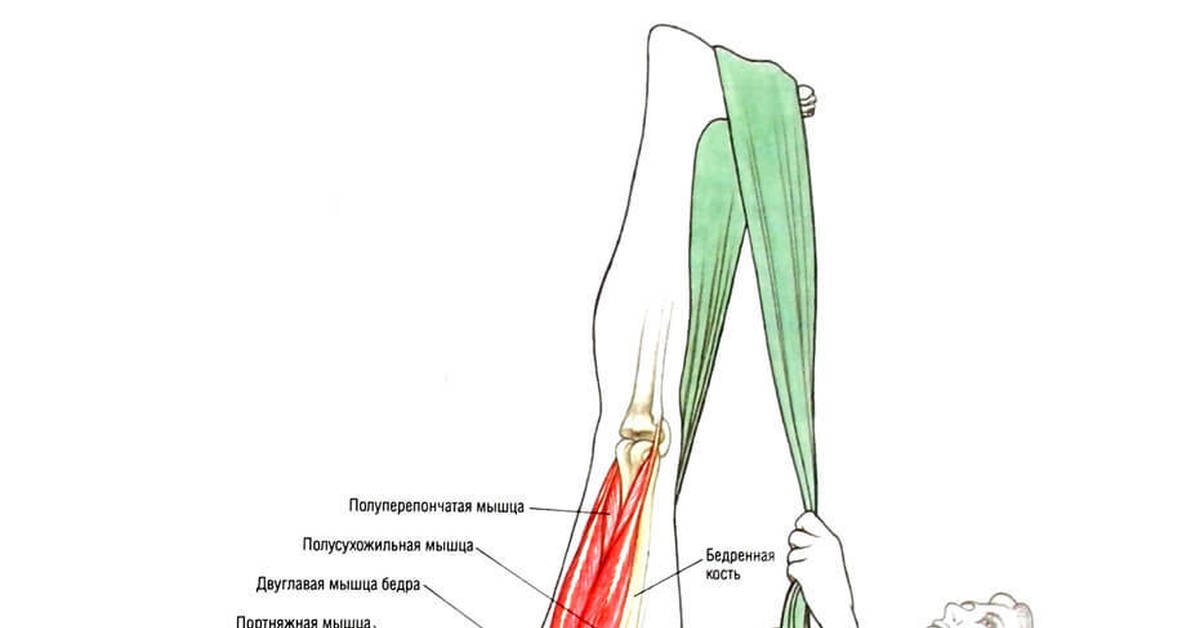 Полусухожильная мышца. Растяжение полусухожильная мышца. Полусухожильная мышца бедра. Портняжная мышца полусухожильная. Полусухожильная мышца бедра разрыв.