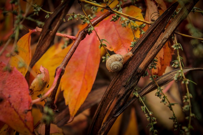 Практиковала макрофото на тапок без макроколец - Моё, Моё, Улитка, Осень, Snail, Herbst, My autumn, Поход, Длиннопост