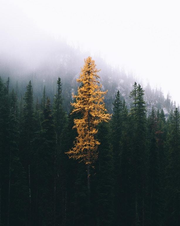 This larch knows how to stand out from the crowd - Forest, Larch, Autumn