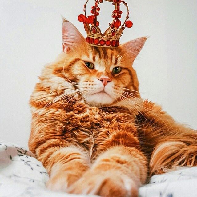 King, just king - cat, Redcat