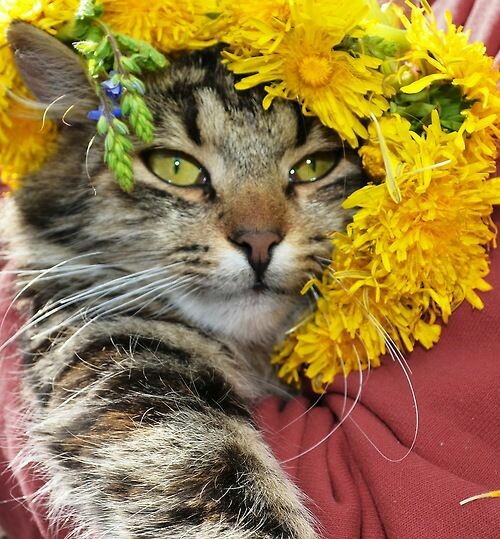 I remember summer. - cat, Handsome men, Wreath