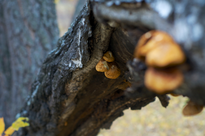 Autumn post - My, Nikon d90, 50mm, Autumn, Miracle Mushrooms, Mushrooms