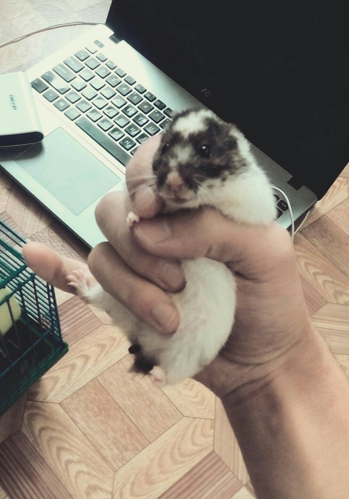 Meet Rorschach. - Hamster, My, Animals