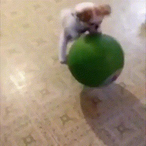 Собака Майкла Джордана