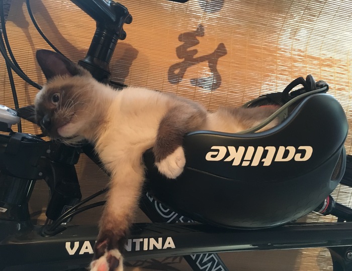 After workout - cat, Fatigue, Workout, Sport, My, A bike