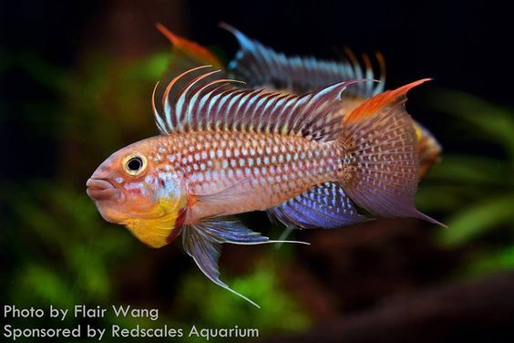 Apistogramma sp. Jurua Blue