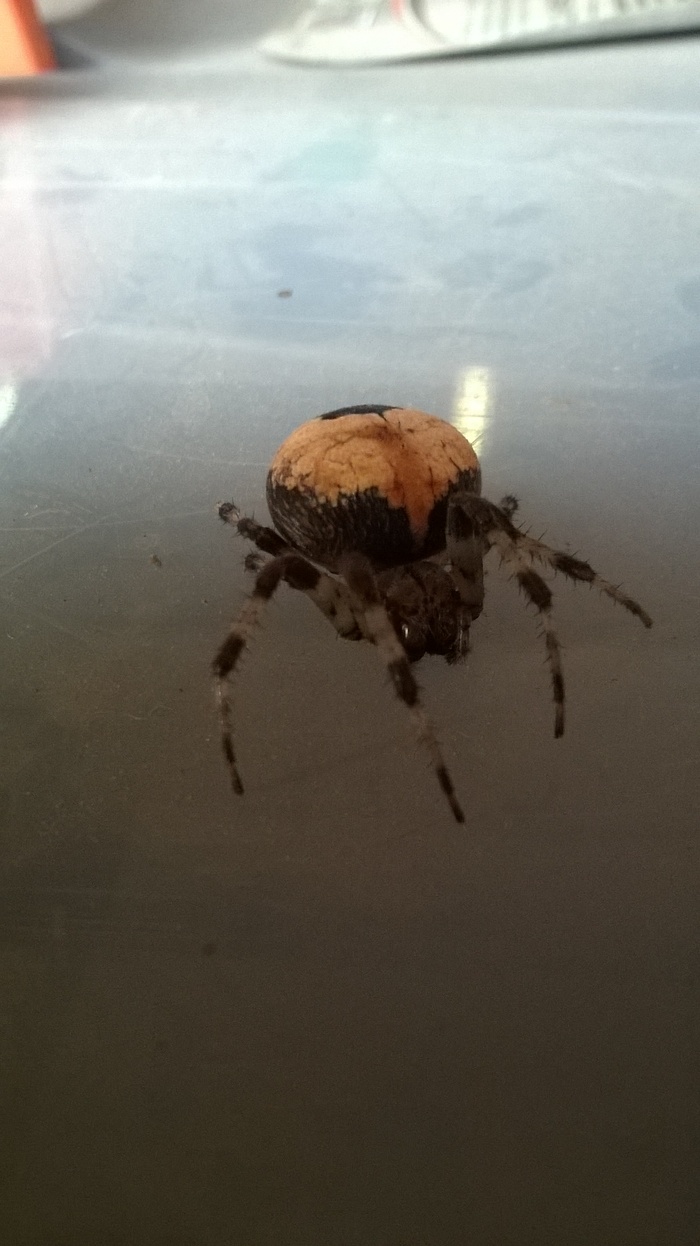    (Araneus marmoreus piramidatus) , , 