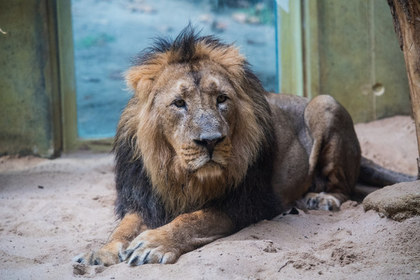 Kenyan authorities accuse park visitors of homosexualizing lions - Kenya, Zoo, a lion, Homosexuality, Homosexuality