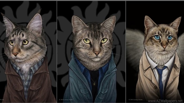 Heroes of the Supernatural in the form of cats - Supernatural, Sam Winchester, Dean Winchester, Castiel, cat