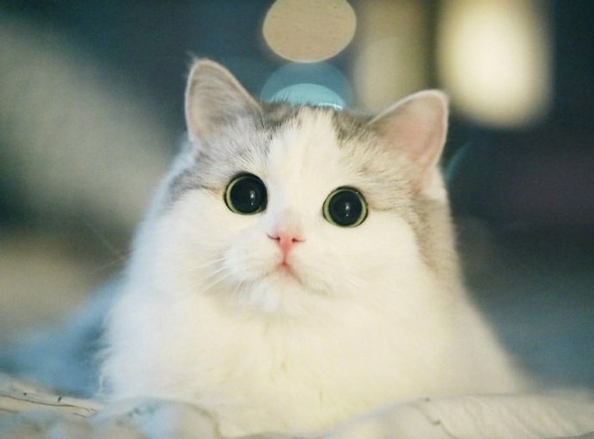 Няшность 99 lvl