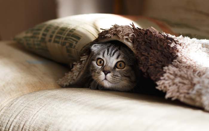 In hiding - cat, The photo