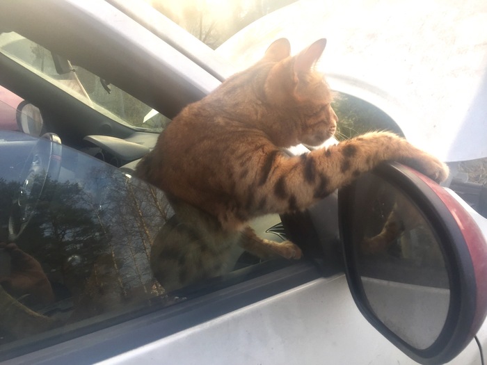 Who are you signaling deer to?!!!! - My, cat, Bengal cat, Car