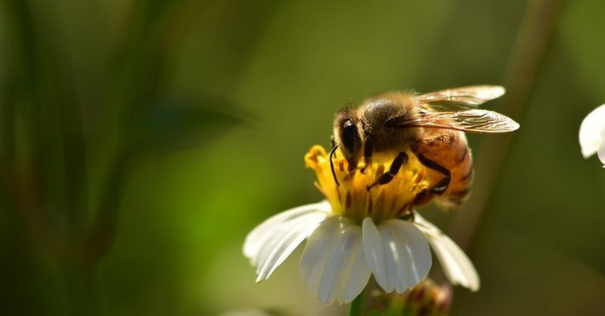 Пчела питается нектаром. Пчела. Пчела собирает нектар. Пчела на цветке. Плела собирает нектар.
