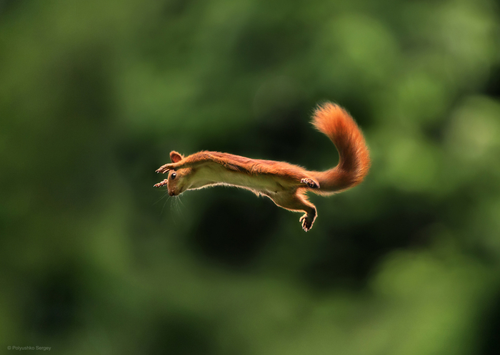 Flight - Squirrel, Animals, Bounce, Wild animals, The photo