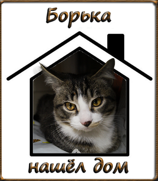 KITTEN BORKA FOUND A HOUSE AND A GOOD FAMILY - My, In good hands, Kittens, Catomafia, Minsk, Longpost, cat