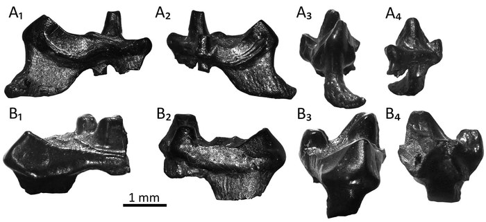    : Durlstodon  Durlstotherium , , , , , 