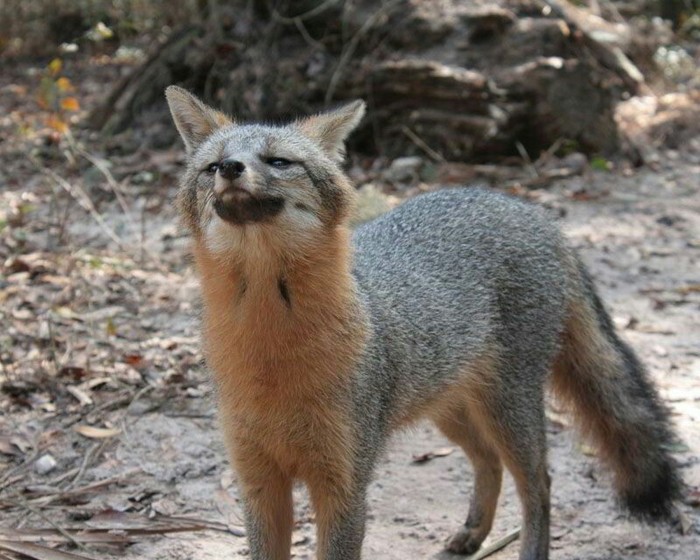 Proud gray fox :3 - Fox, Animals, Pride, , Grey Fox