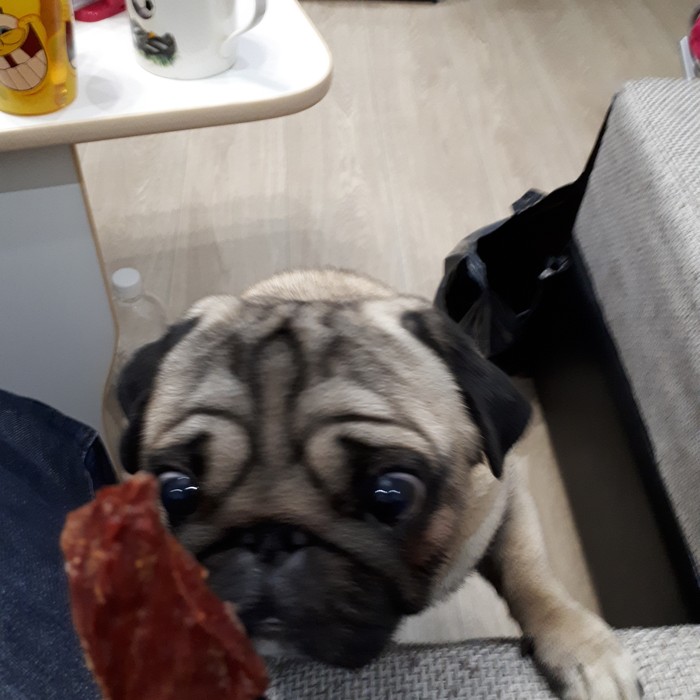 What is it, master? - My, Dog, Food, Meat, Very, I want to, The photo