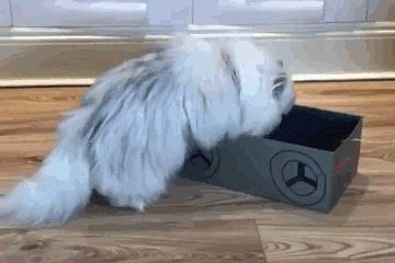 Вперёд за вискасом!