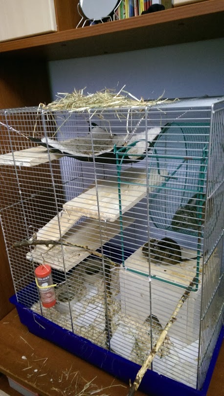 Our degus. Crowbar and Trimmer. - My, , Degu, Animals, Pets, Pet, In good hands, Longpost