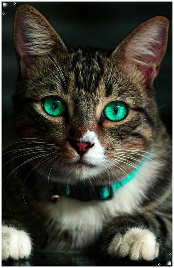 Gorgeous - cat, Green eyes