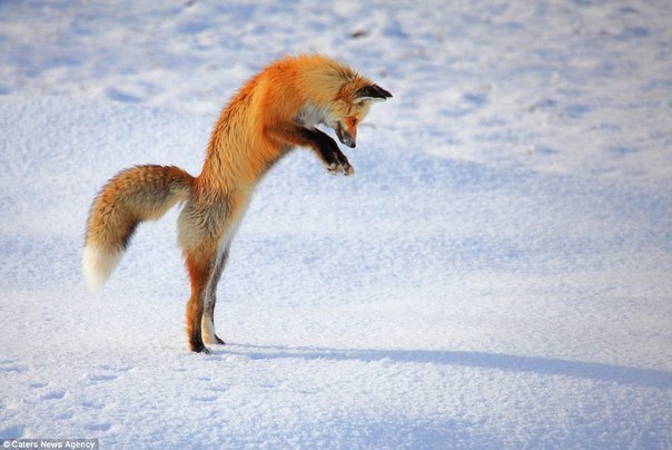 Mouse! - Fox, Mouse-bending, Bounce, Animals, Snow, The photo, Longpost