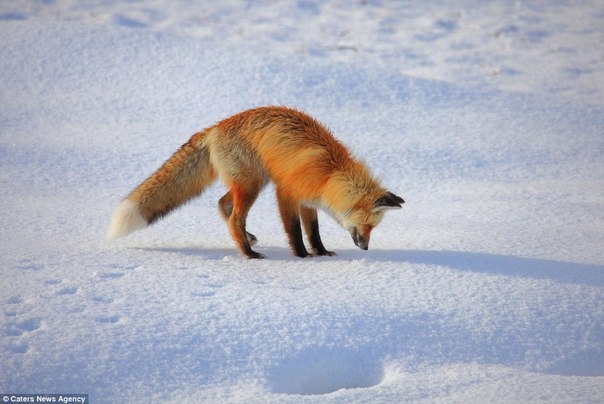 Mouse! - Fox, Mouse-bending, Bounce, Animals, Snow, The photo, Longpost