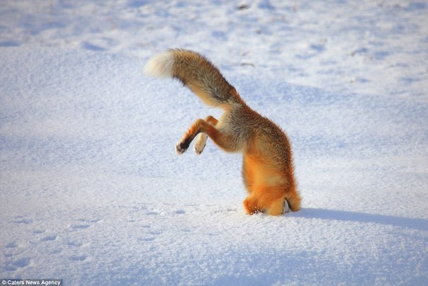 Mouse! - Fox, Mouse-bending, Bounce, Animals, Snow, The photo, Longpost