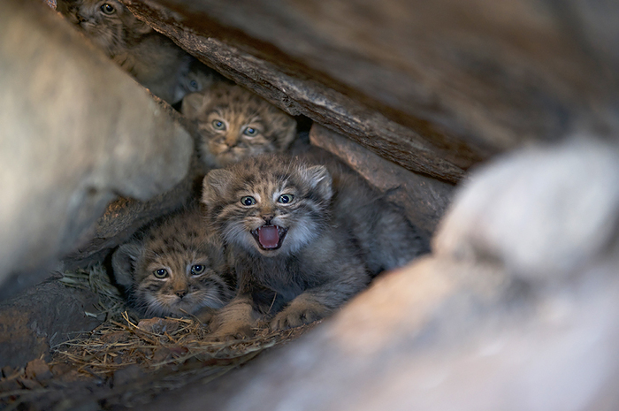 Manul in the cat's lair - cat, Pallas' cat, Mongolia, Valery Maleev, Not mine, Longpost