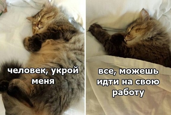 Коты такие коты - Кот, Человек раб, Холоп