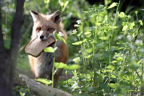 Fox takes the bread :) - Fox, Bread, Feeding, Animals, The photo