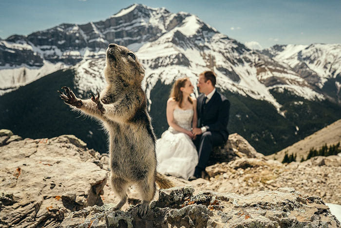 A selection of funny wedding photos - Wedding, Funny, The photo, A selection, Longpost