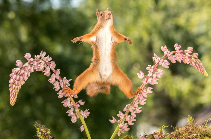 Gymnast - Squirrel, Leg-split, The photo, Lupine