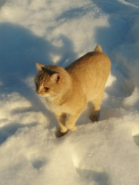 My impudent beast .. what was and what has become)) - My, cat, Redheads, , , The first boy in the village