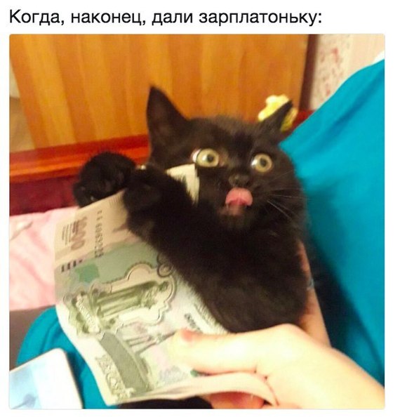 What a wonderful day! - cat, , Money, Salary