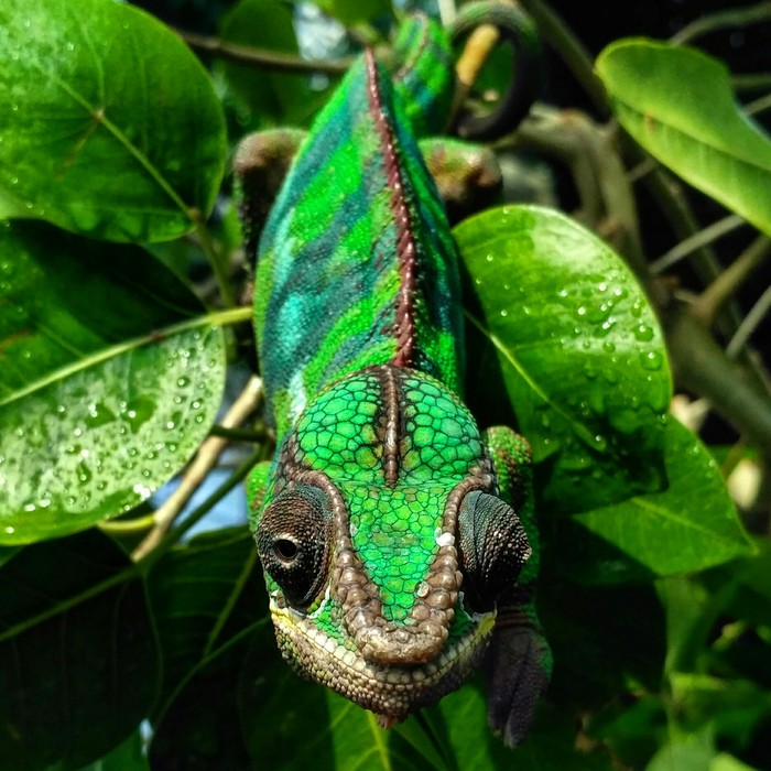 50 shades of green on one little chameleon - My, Chameleon, Zoo, Macro, Macro photography