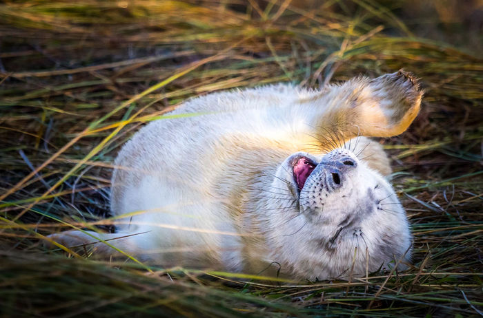 Happiness - Fur seal, Nature, The photo, , My Planet Club
