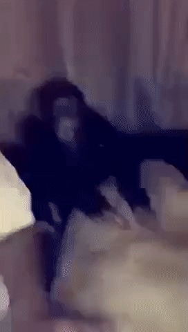 Лежать Обезьяна, Лев, Удар, Гифка, Видео