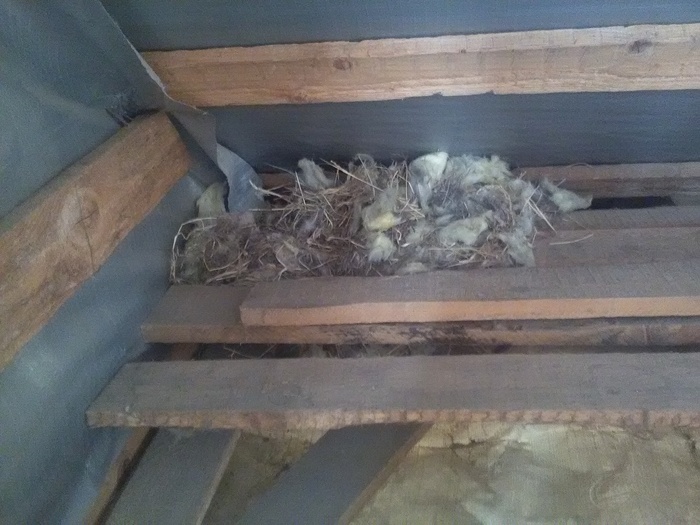 ������ ������