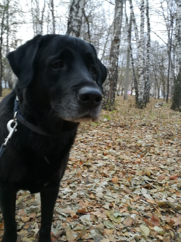 Осенний собак