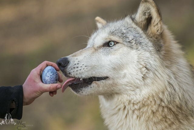 The wolf really wants an egg :) - Wolf, Eggs, Milota, The photo, Longpost