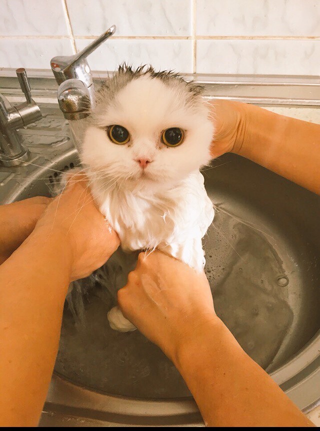 “You lie! You won't take it! Eaglet, eaglet!..” Scottish fold cat Manka 3.5 years old. Terribly dislikes swimming. - My, Scottish lop-eared, cat, Highland Fold, Longpost