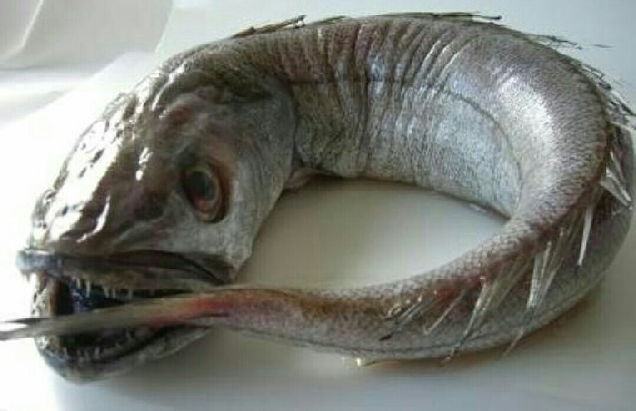 Рыба Хек Рыба, Фотография