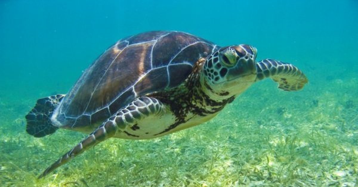 Черепаха под. Морская черепаха. Гребнистая черепаха. Морское дно черепаха. Морская черепаха плывет.