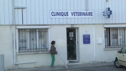 Vet clinic - Remy Gaillard, , Animals, Prank, Accordion, GIF, Repeat