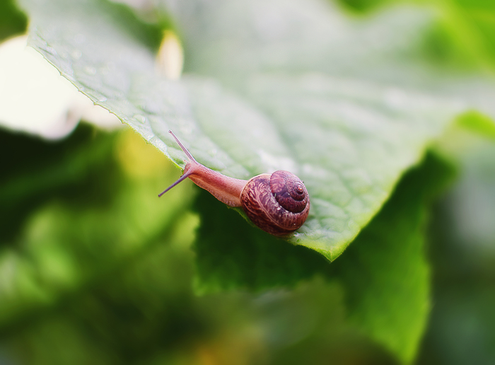 Snail - My, Summer, Nature, The photo