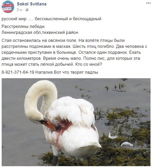 Why ?! Shoot better than each other! - Swans, Flailing, Nonhumans