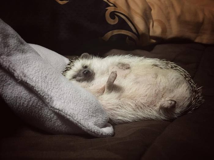 When after work lay down in a soft bed - Hedgehog, Milota, Fluffy, Fatigue, Dream