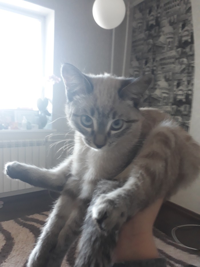 Когда без ума от своей китти
