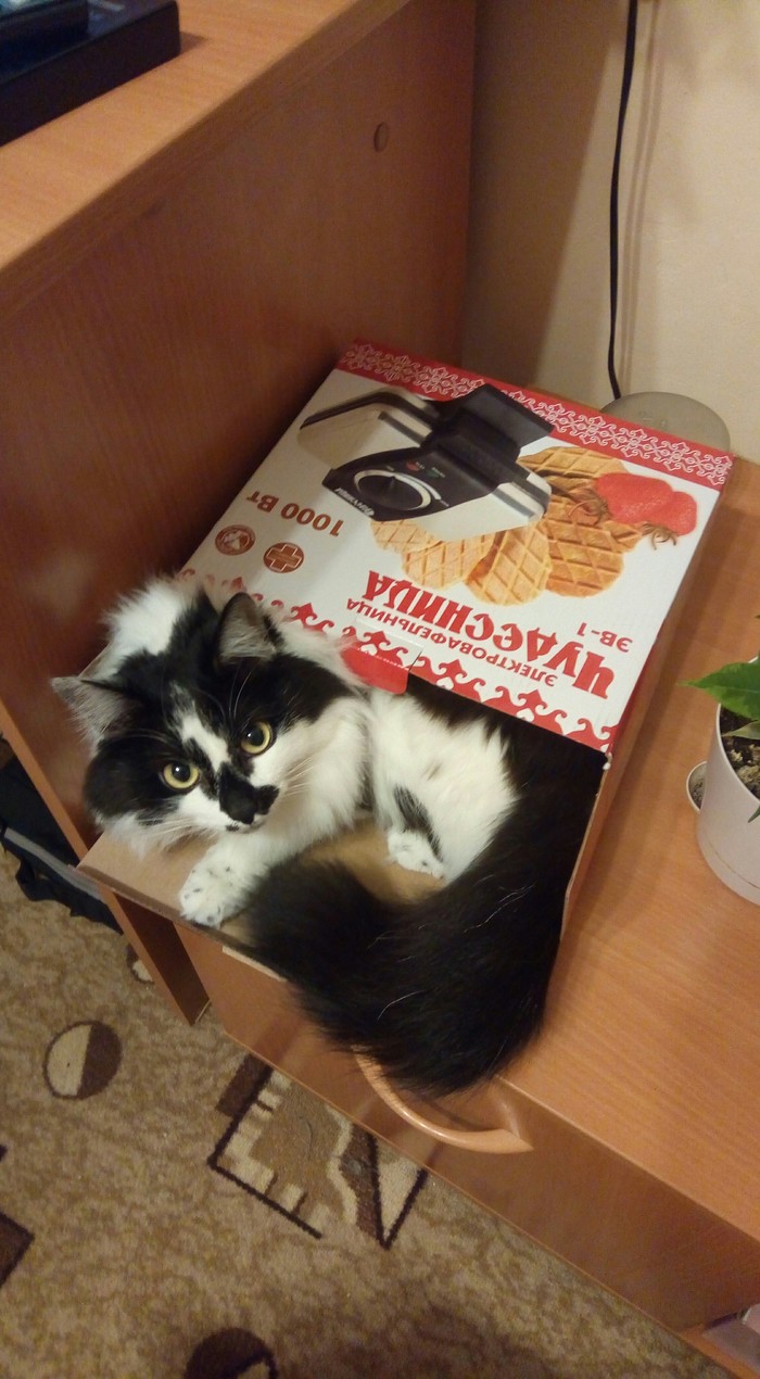 wafer - My, cat, Waffles, Box, Longpost